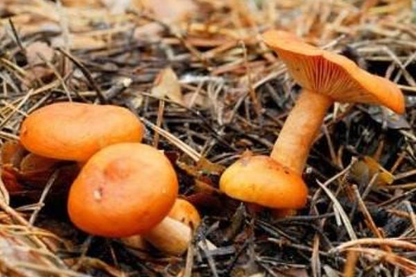 松树菌可以人工种植吗 松树菌的价格