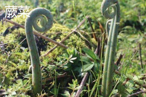 大棚野菜种植前景怎么样 哪些野菜适合大棚种植