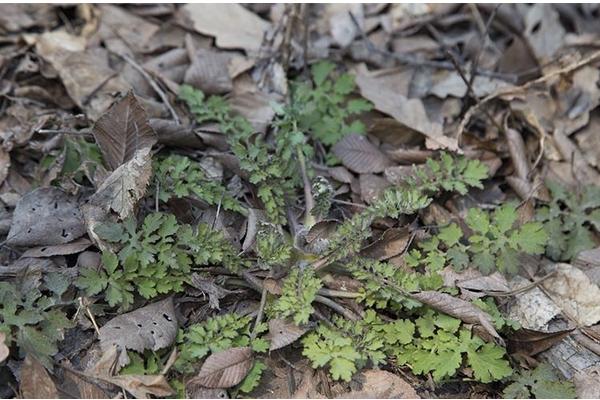 2018种黄岑赚钱吗？黄岑种植的利润与投资成本及前景预测