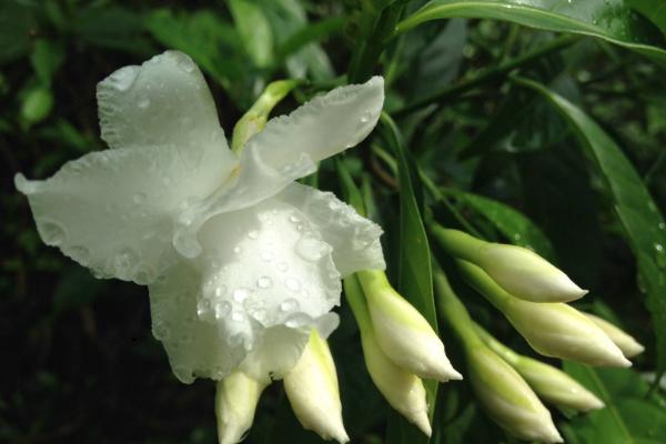 狗牙花什么时候开花 狗牙花什么时候修剪