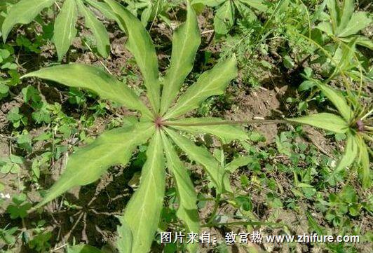 七叶一枝花的最新种植技术