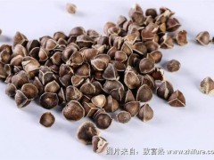 辣木籽的功效与作用及禁忌