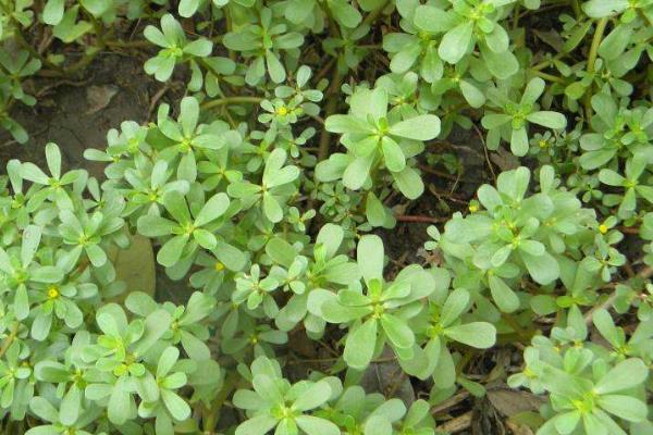 种植马齿菜利润如何，什么季节种植