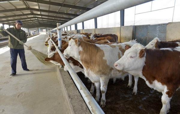 肉牛犊市场价格多少钱一头 三个月的牛犊能卖多少钱