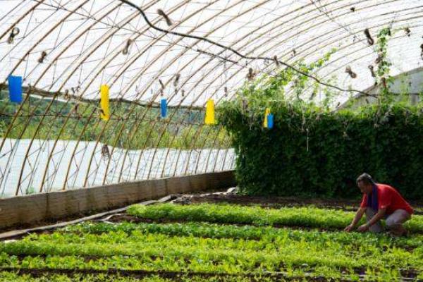 大棚野菜种植前景怎么样 哪些野菜适合大棚种植