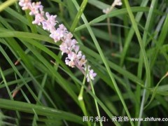 2018种麦冬赚钱吗?麦冬种植的利润与投资成本及前