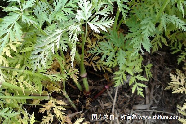 2018种川芎赚钱吗？川芎种植的利润与投资成本及前景预测