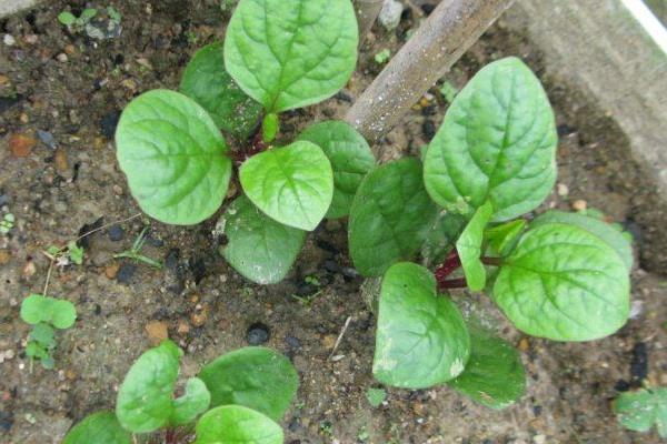 潺菜怎么种（什么时候种） 潺菜种植方法与注意事项