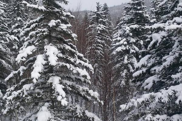 雪松图片大全 雪松的寓意 赞美雪松的诗句有哪些