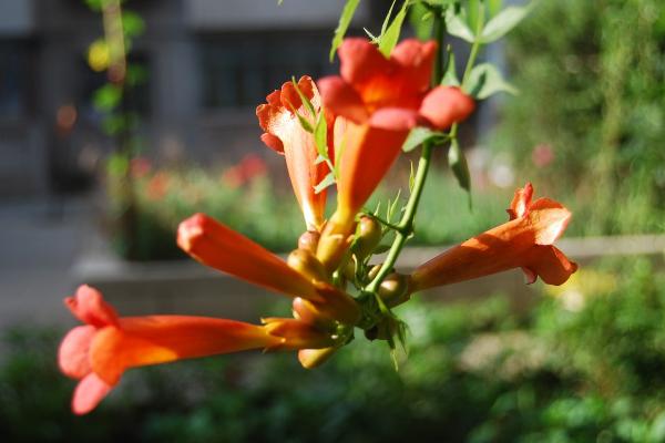 凌霄花图片大全 凌霄花花语及寓意