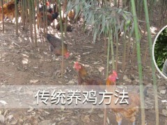 传统养鸡方法