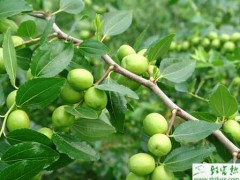 矮化密植栽培枣树的经验