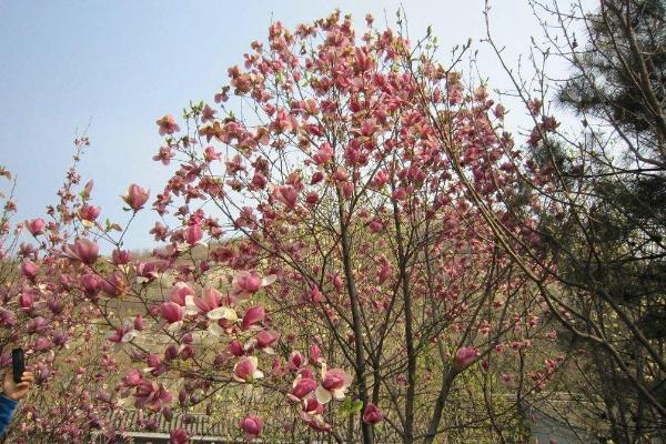 玉兰花图片大全 玉兰花花语及寓意