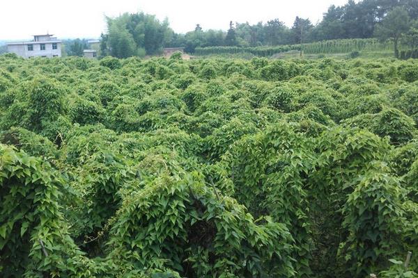 山药的种植方法与技术，生长环境很重要