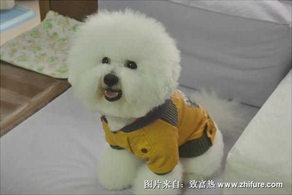 比熊犬图片