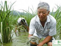 高温季节外塘养殖甲鱼应对方法