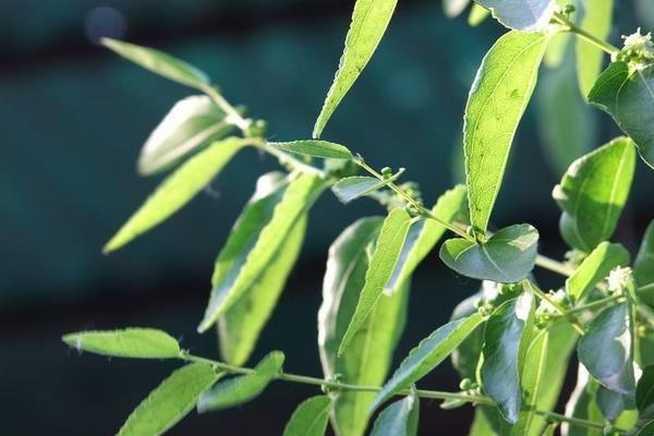 枣树几月开花结果 枣树开花打什么药好