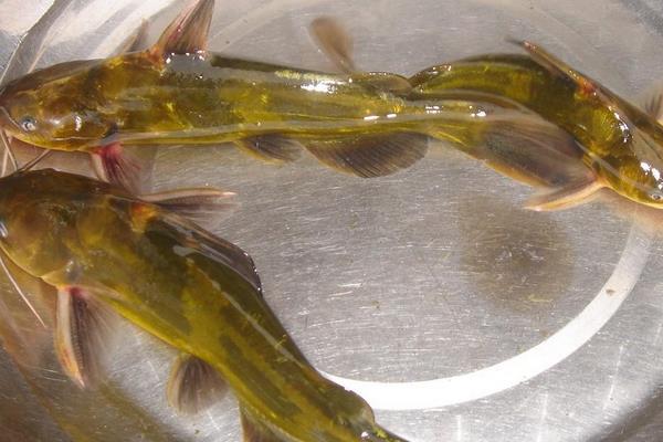 人工养殖黄颡鱼的技术要点