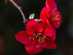 海棠花图片大全,海棠花花语及寓意,海棠花有几种