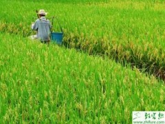 种水稻如何田间化学除草