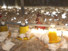 冬季养鸡注意事项