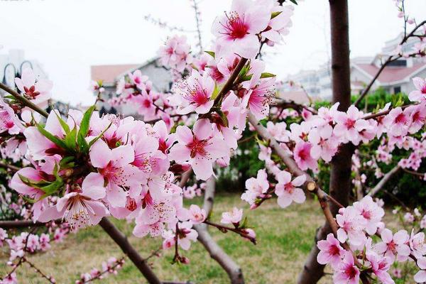 桃花图片大全 桃花花语及寓意 关于桃花的诗句有哪些