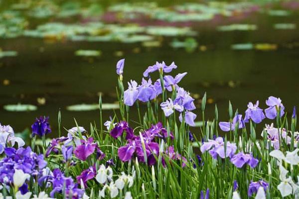 花菖蒲图片大全 花菖蒲花语及寓意