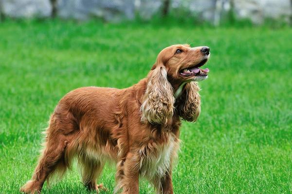 可卡犬市场价格多少钱一只 可卡犬为什么不值钱