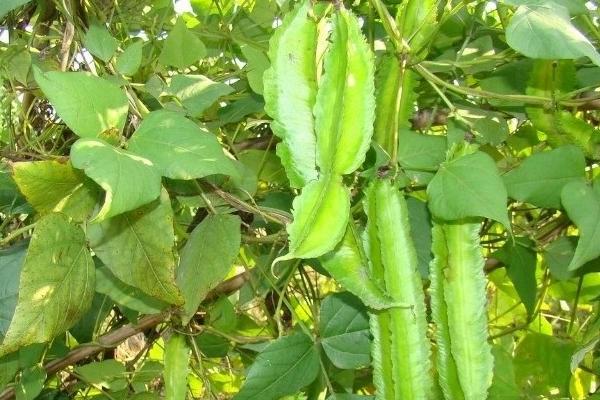 四棱豆是一年生植物吗 四棱豆生长周期是多久