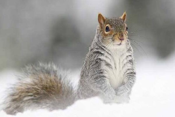 雪地松鼠市场价格多少钱一只 雪地松鼠为什么那么贵