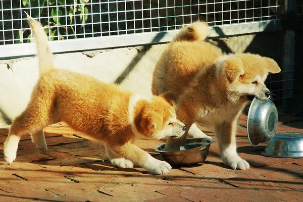 秋田犬市场价格多少钱一条 秋田犬为什么那么贵