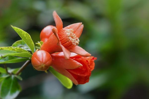 石榴花叶子发黄怎么办 石榴花掉叶子的原因及解决方法