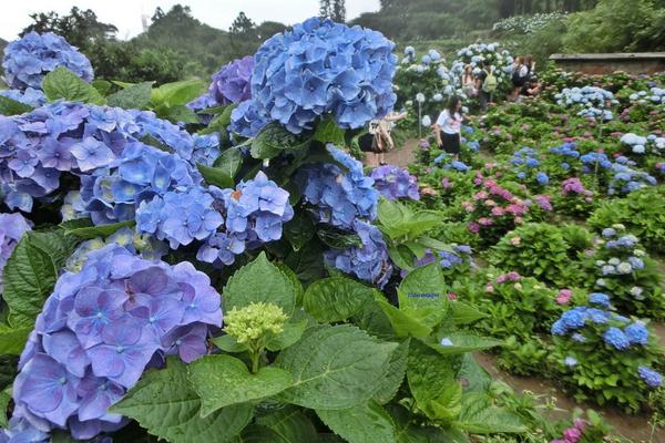 洋绣球花的养殖方法和注意事项