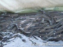最新科学黑鱼养殖技术
