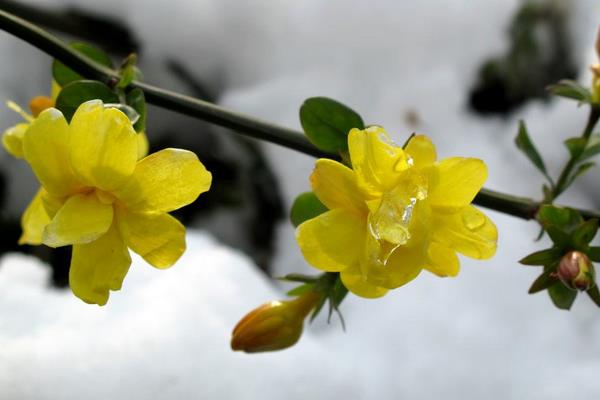 迎春花修剪方法 迎春花扦插繁殖方法