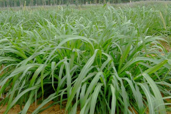 2018种牧草赚钱吗？牧草种植的利润与投资成本及前景预测