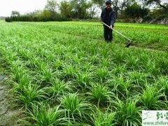 种韭菜之地膜韭菜高产优质化栽培的技术