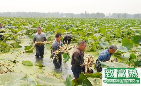 浅水藕的种植方法