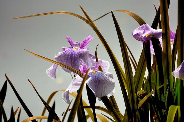 花菖蒲图片大全 花菖蒲花语及寓意