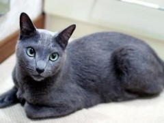 俄罗斯蓝猫市场价格多少钱一只,俄罗斯蓝猫和英