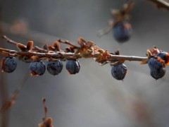 黑枣市场价格多少钱一斤,黑枣补血吗