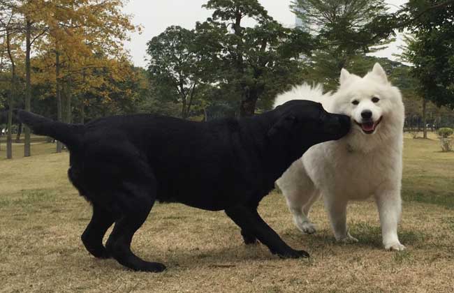 萨摩耶犬性格