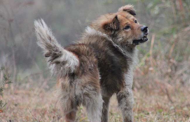 狂犬病能检查出来吗