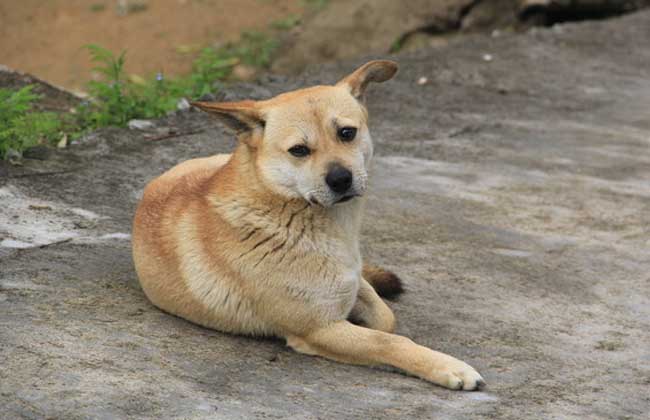 狂犬病疫苗多少钱一针