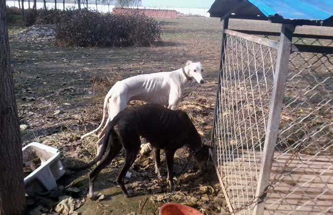 惠比特犬如何训练