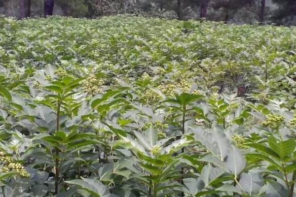 吴茱萸种植前景分析 吴茱萸未来四五年行情预测