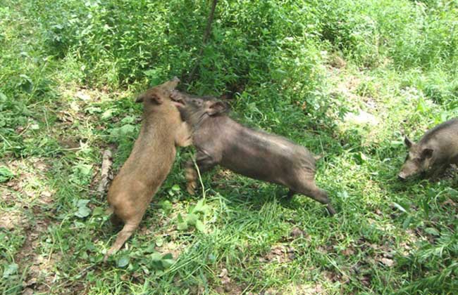 野猪养殖不赚钱