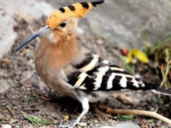 啄木鸟吃什么食物?
