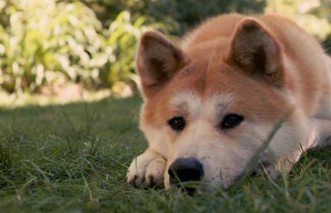 秋田犬好养吗