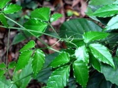 高利润药材种植,需根据各地的环境特征来选择合适的品种